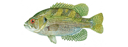 Rock Bass